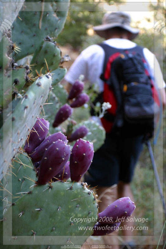 Purple Flowers - Cactus - Zion National Park, Utah