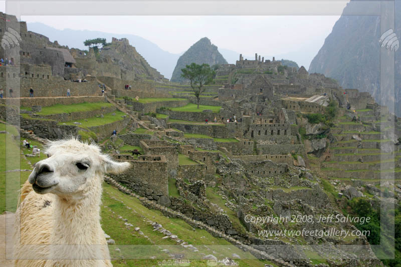 Ralph the Wonder Llama - Machu Picchu, Peru