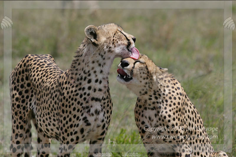 Licking Brothers - Tanzania