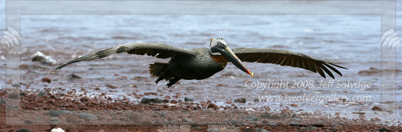 Low Flying Pelican - Galapogos Islands - Ecuador
