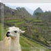 Ralph the Wonder Llama - Machu Picchu, Peru