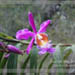 Wild Orchids - Inca Trail, Peru