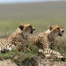 Cheetahs Relaxing in the Sun<BR>Ndutu, Tanzania