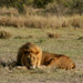 King of the Jungle or at Least the Serengeti<BR>Serengeti, Tanzania