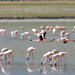 Flamingo Resort<BR>Ngorongoro Crater, Tanzania