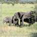 Family Affair<BR>Serengeti, Tanzania