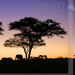 Sunrise Silhouette<BR>Tarangire, Tanzania
