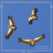 Birds of a Feather - Annaperna Circuit Trek, Nepal