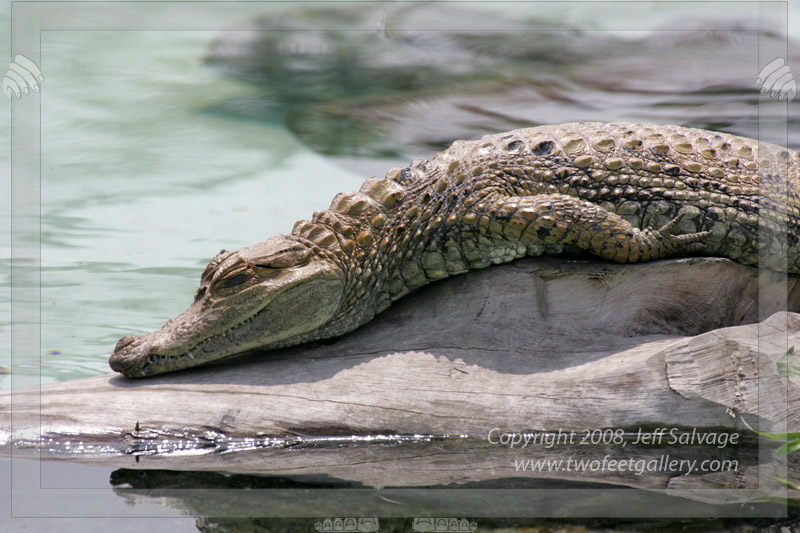 Resting Croc<BR>Lima, Peru