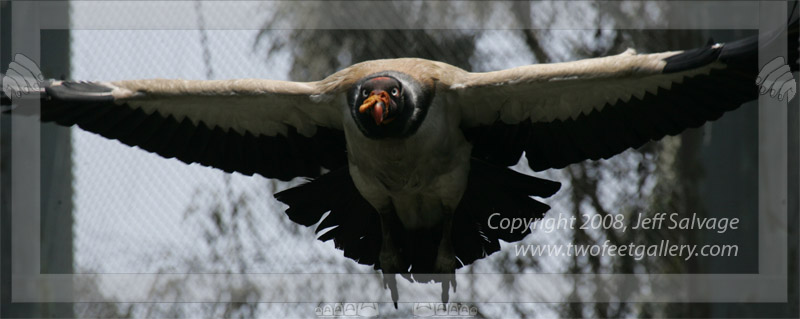 Charging Vulture<BR>Lima, Peru