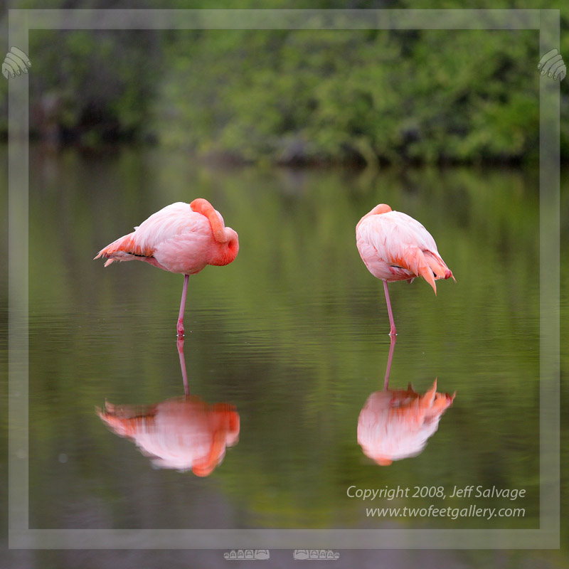 Lost Flamingos<BR>Rabido, Galapagos Islands