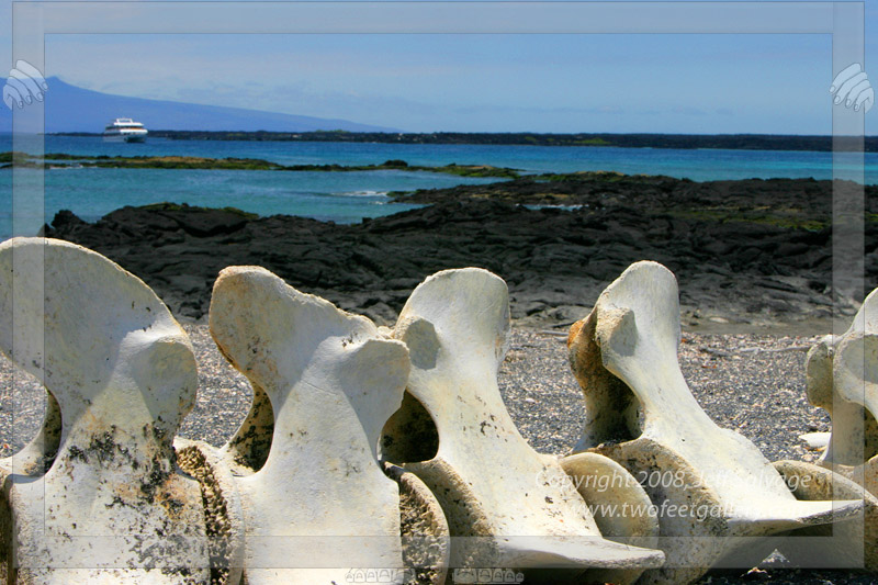Whale Bones on the Beach<BR>Fernandina, Galapagos Islands