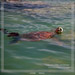 Swimming Sea Turtle<BR>Fernandina, Galapagos Islands
