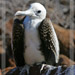 Young Albatross<BR>North Seymour, Galapagos Islands