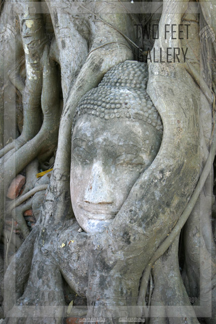 Fallen Head of a Buddha in Banyan Vines
